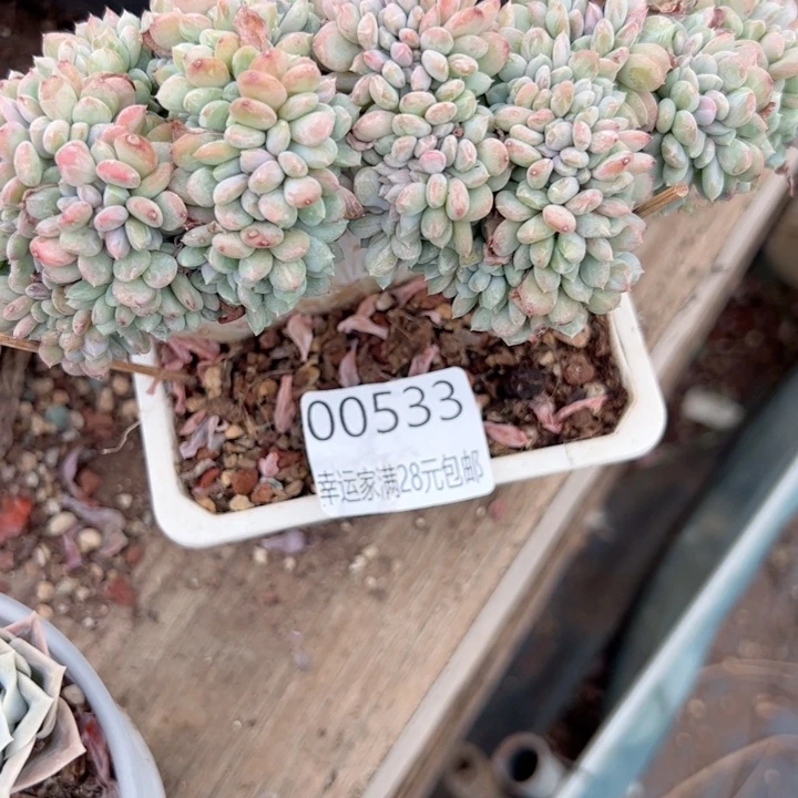 幸运的是我的朋友们