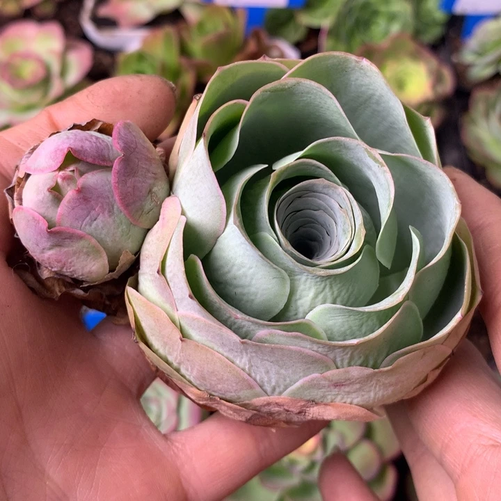 一物一拍星辰福利021