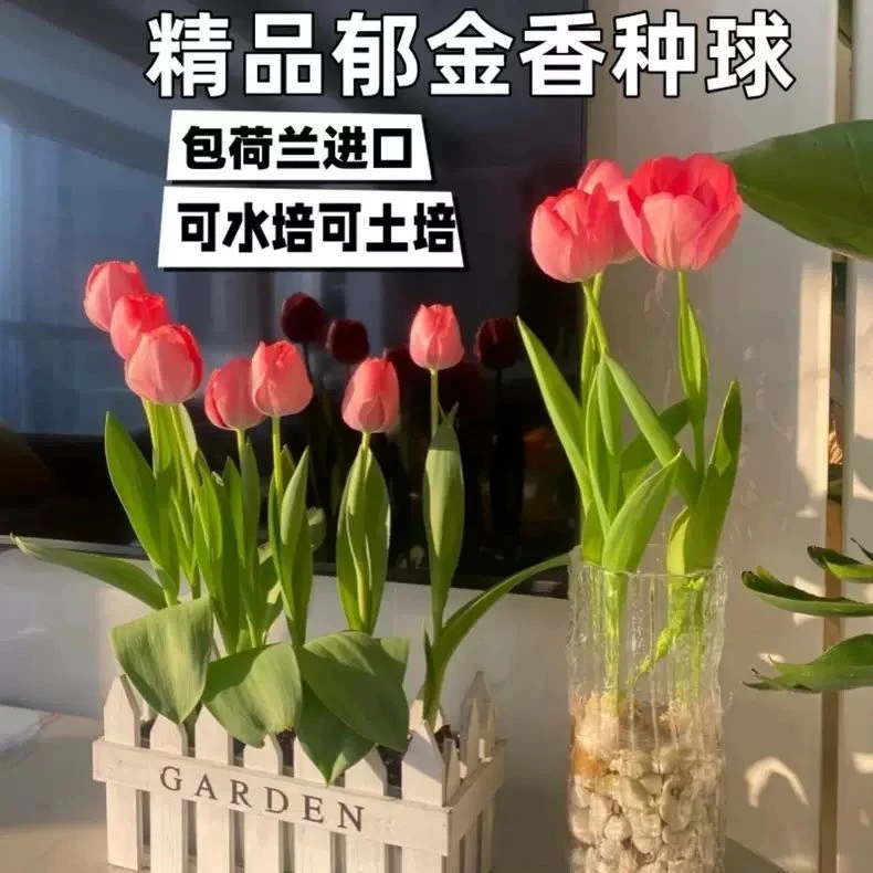 进口水培郁金香种球好养活阳台盆栽四季耐寒花卉土培室内开花植物