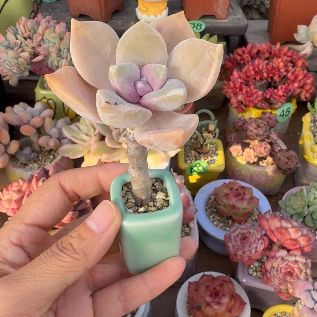 美杏多肉含盆土 一物一拍