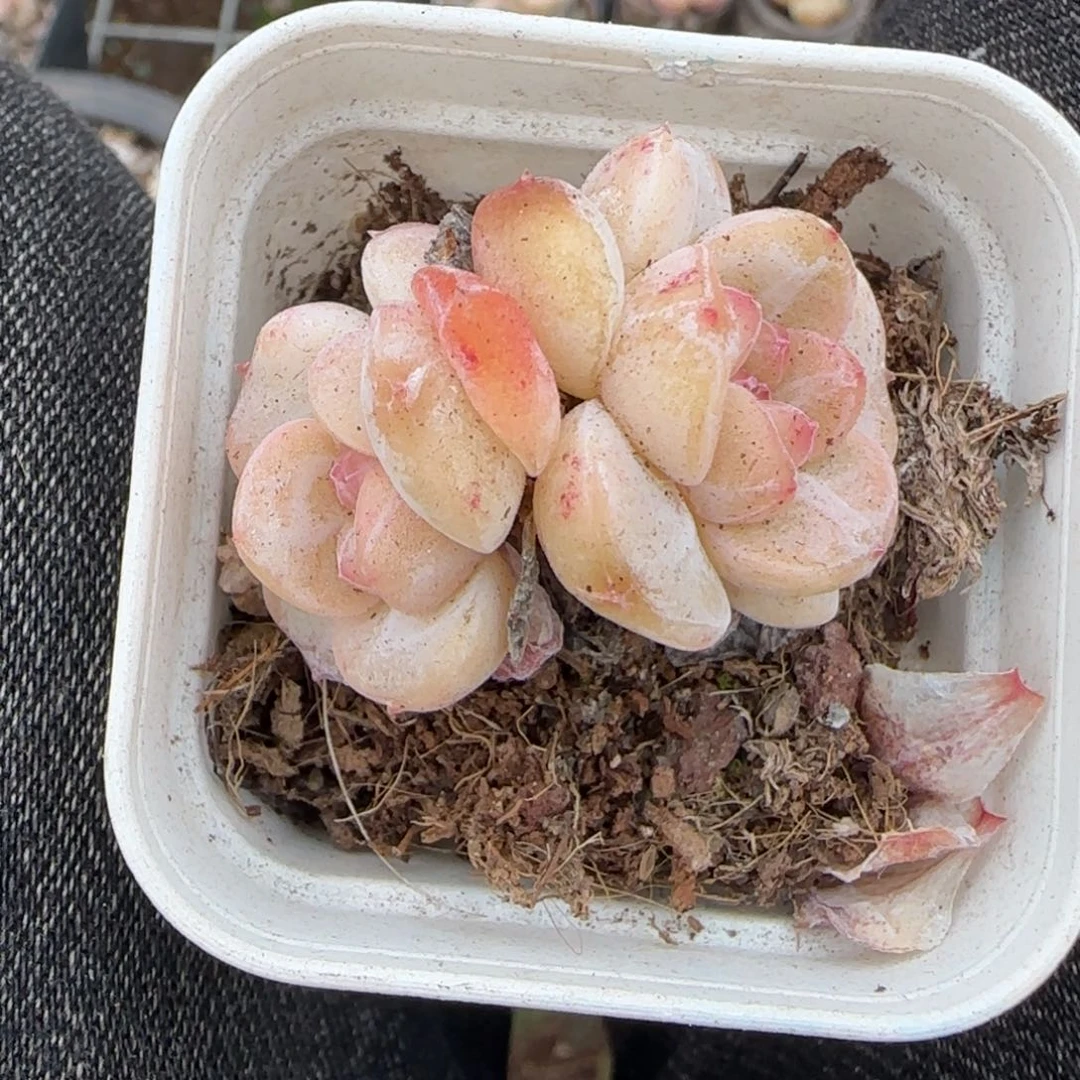 多肉小卡拉米糖心一物一拍