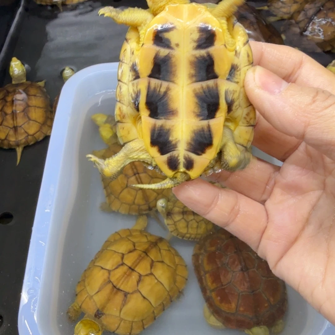 *****公母搭配宠物龟背甲6.6厘米