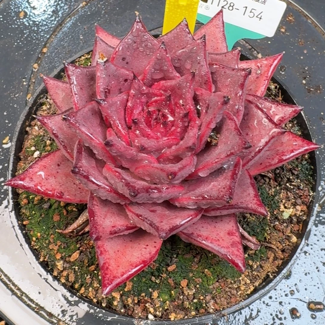 从前慢多肉精选编号1128.154