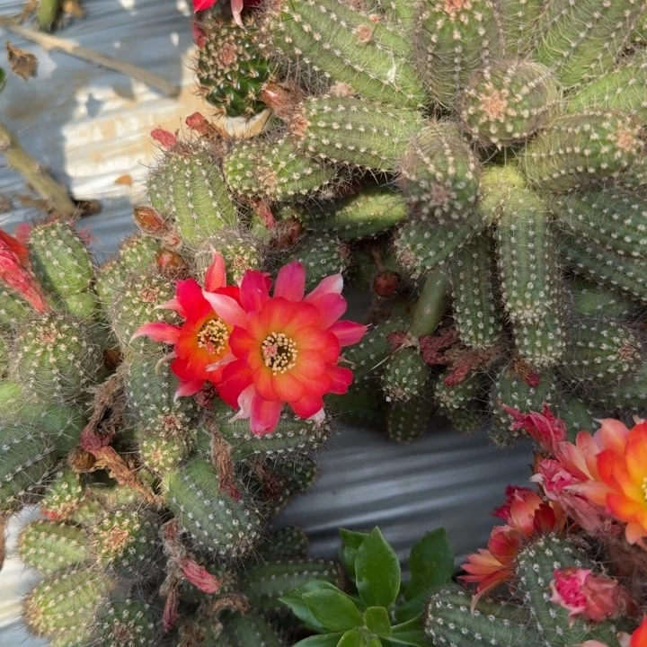 白檀仙人掌146侧芽一个