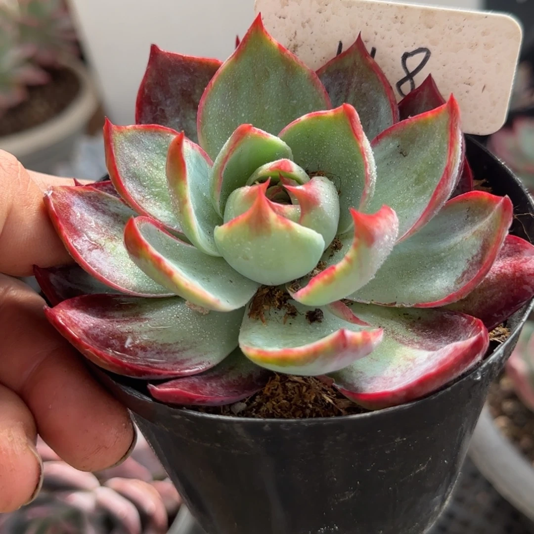 惊鸿一物一拍包装收缩花旱118