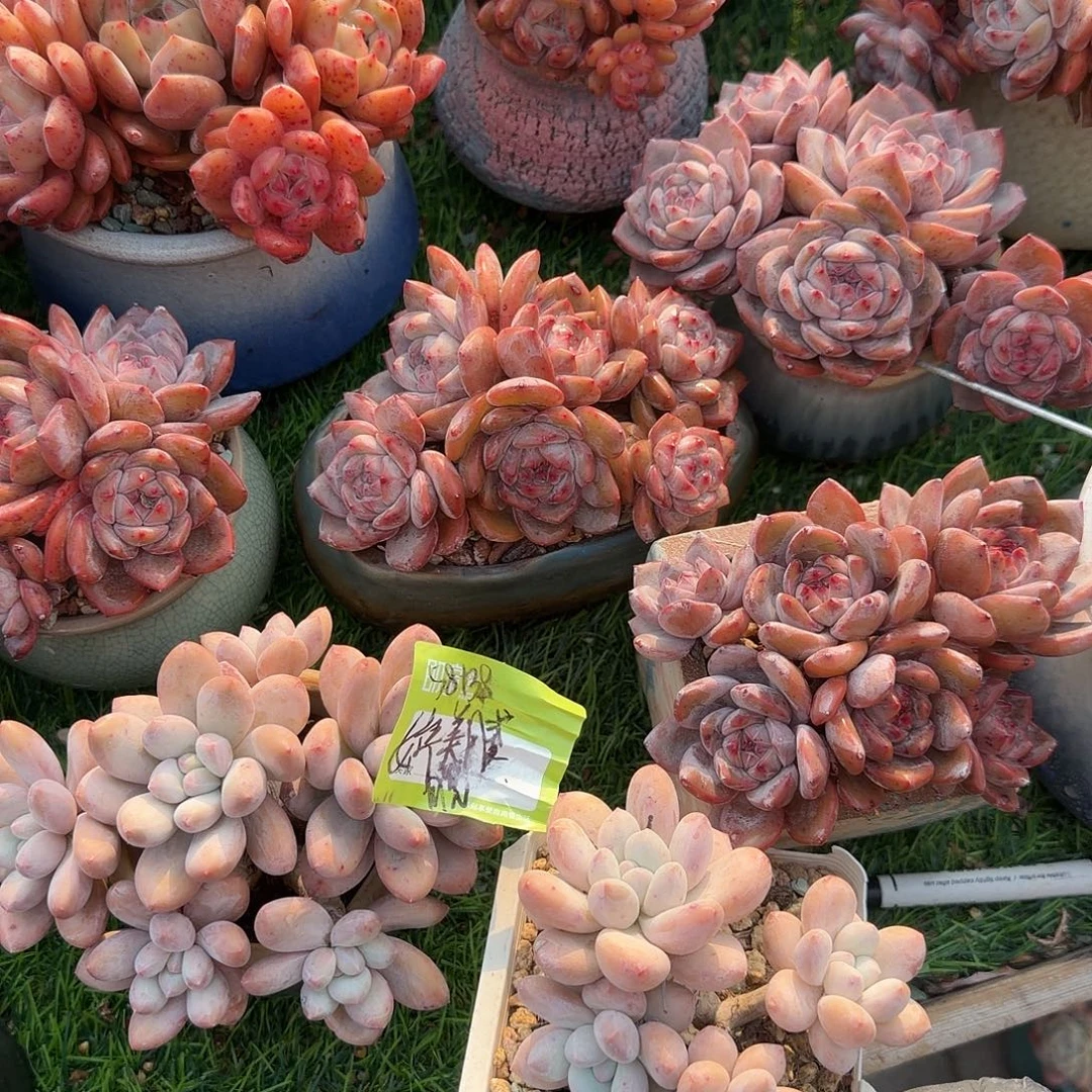 婷***腻香水群生两颗脱土发货