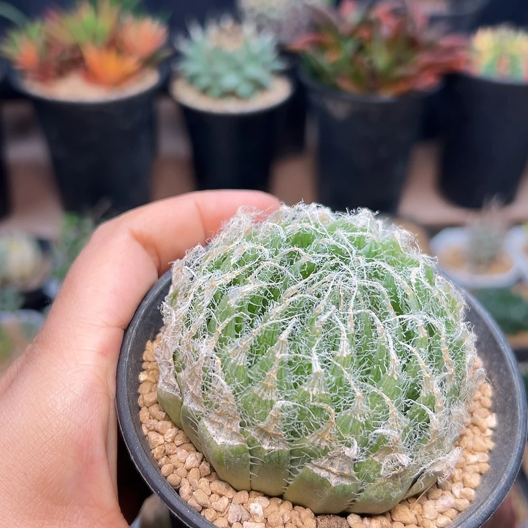 钢丝球一颗一颗一颗一颗