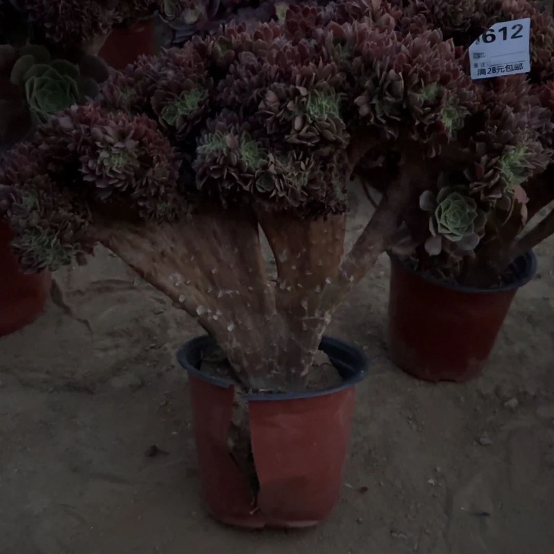 W**h612加价换这颗玫瑰缀多肉植物