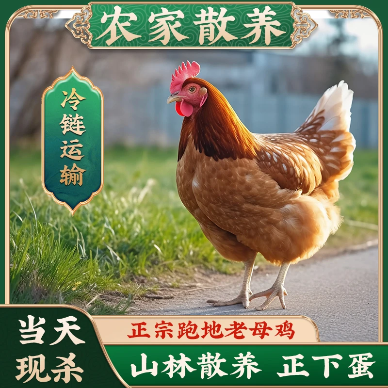 放养黄油老母鸡土鸡带内脏 3只总净重8斤