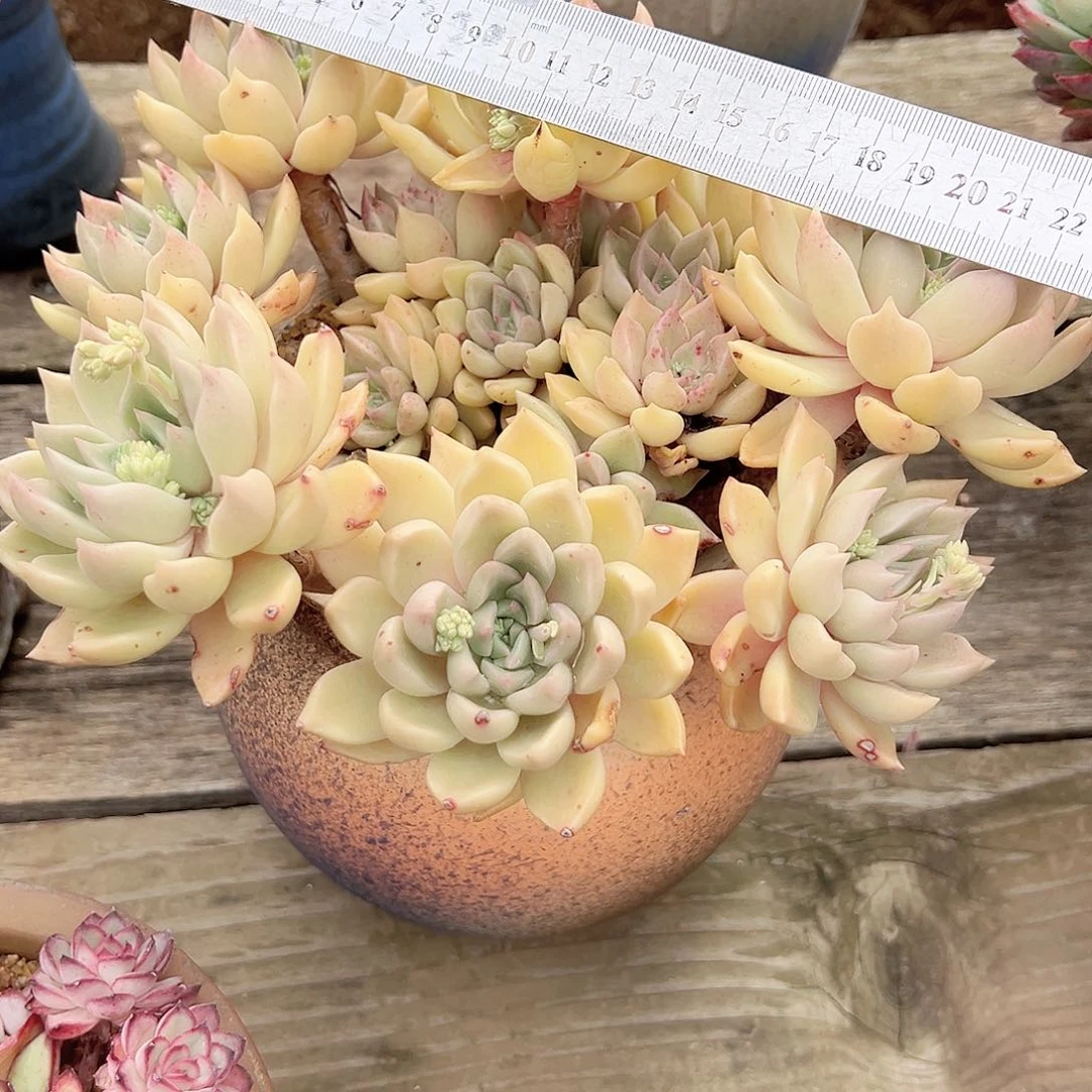 咖****?红璀璨多肉植物脱土