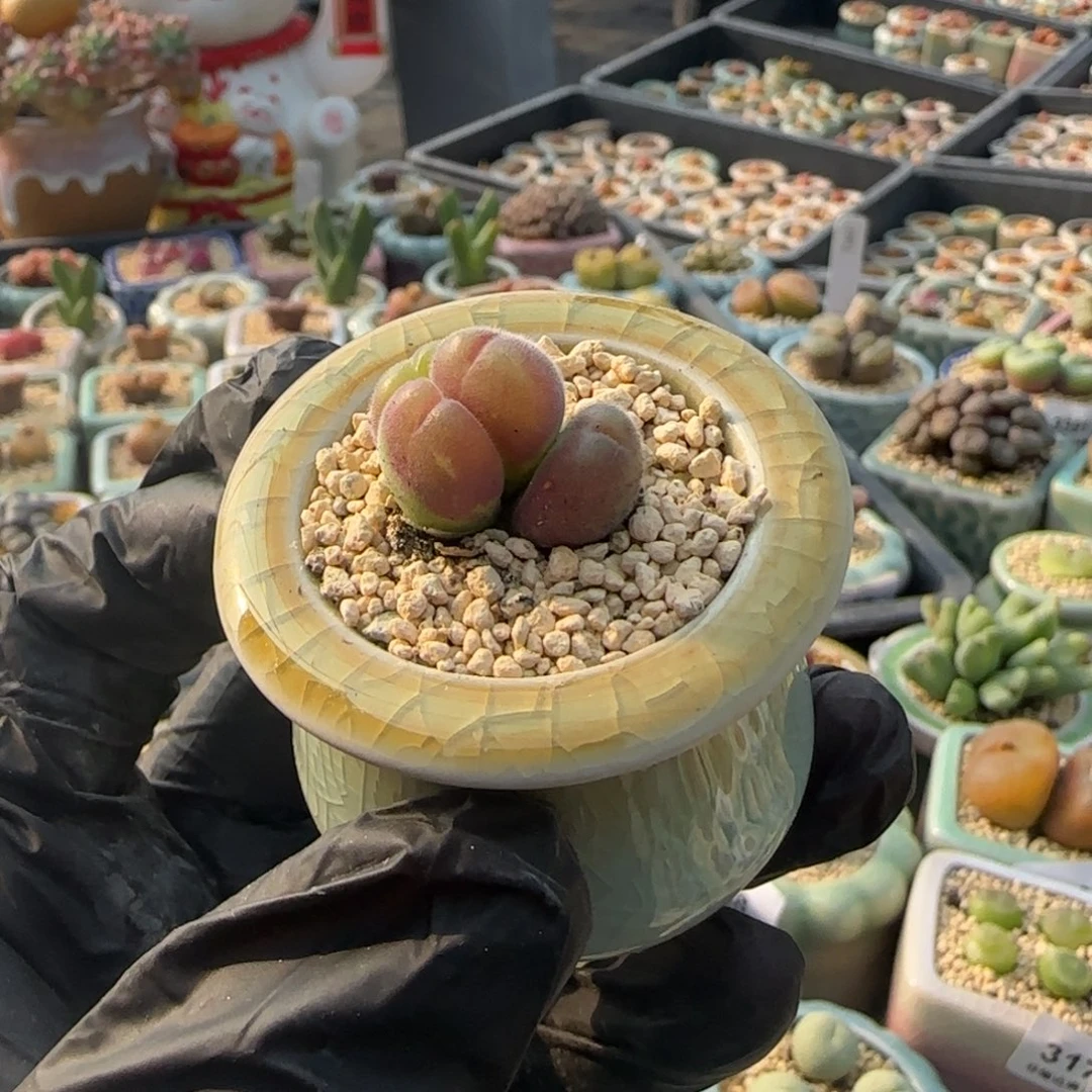 3488/一物一拍 带盆