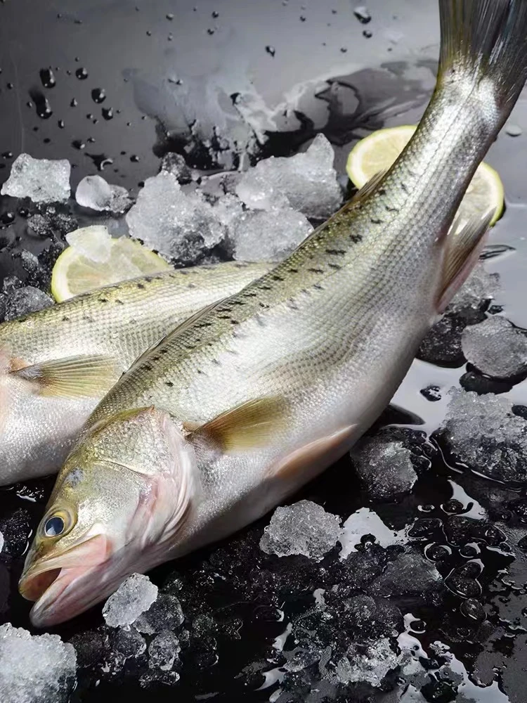 4条日照发货 海水鲈鱼单条1.1/1.3斤 顺丰运输