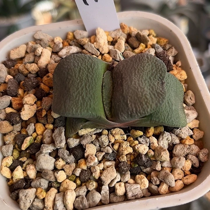 汤*脱土发货1111111111