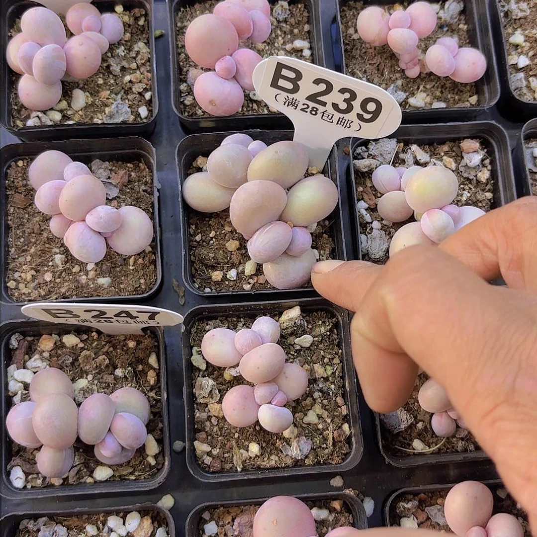 梦**境B239水光针一物一拍