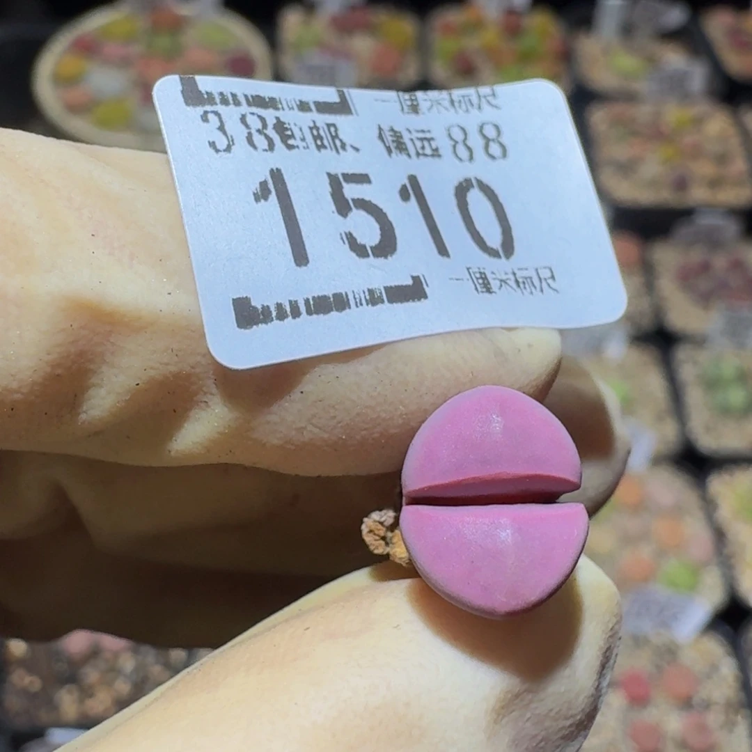 A***5Ssss精品生石花1510