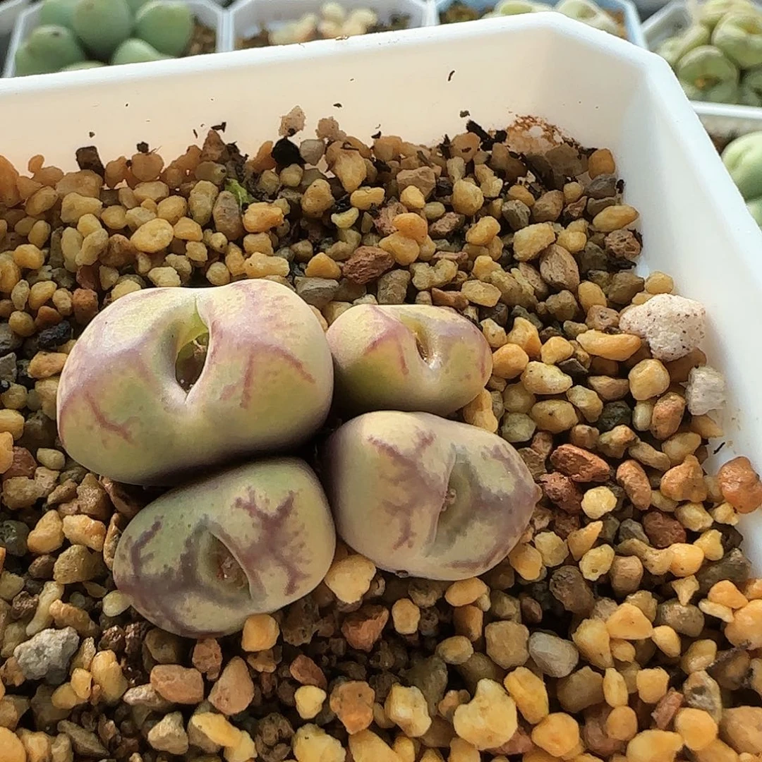 6203 大白多肉植物园