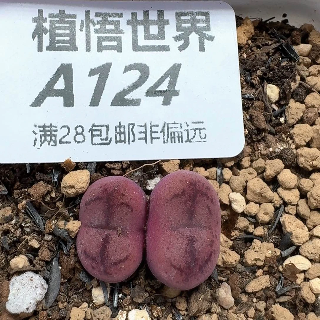 多肉植物的润泽额c