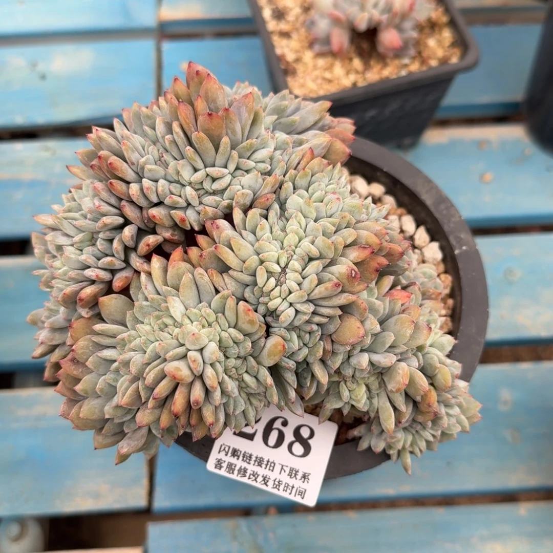 268星影缀化切底15cm左右