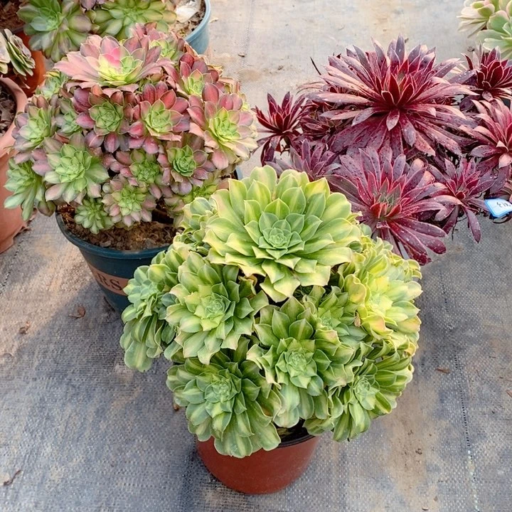 撒****3813翡翠琉璃，韶华，惊鸿仙子多肉