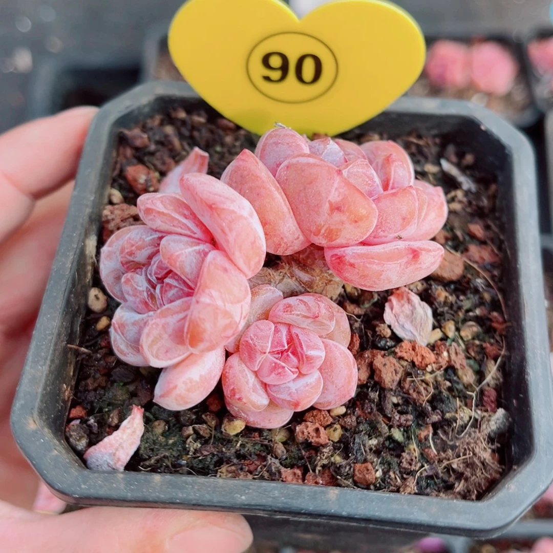 90号小老桩石榴籽星影群