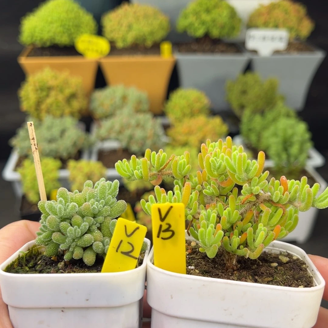 冰晶➕荧光兔带盆带土发货