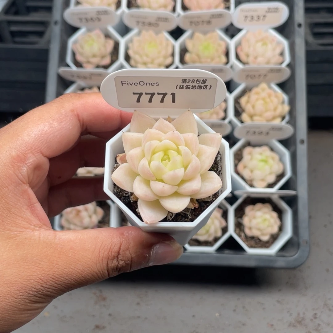 7771 麦秆3.5厘米