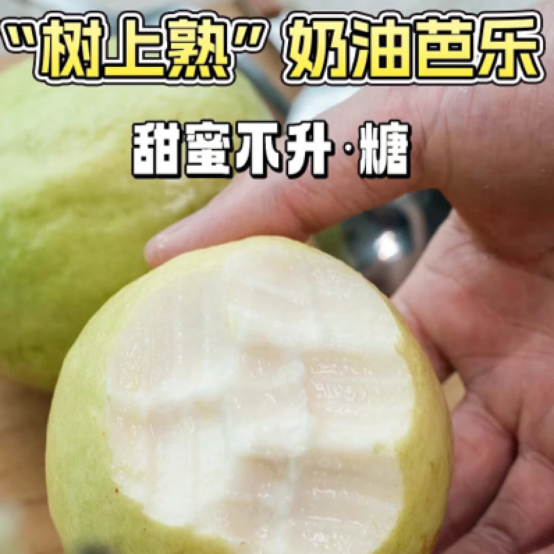 树上熟巴乐