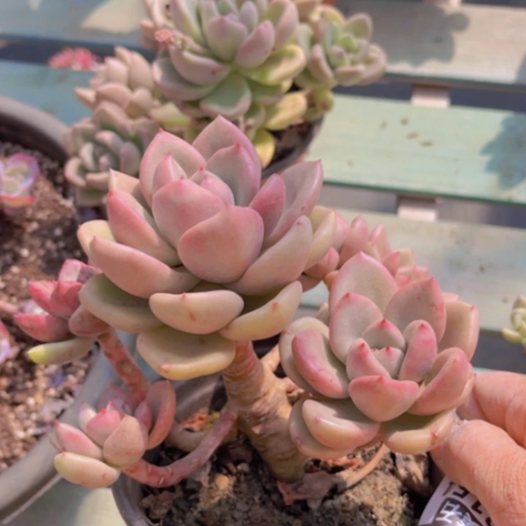 【闪购商品】奶油鳄梨13154