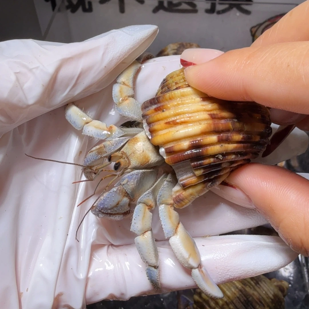 2.4口薄荷蓝绿色