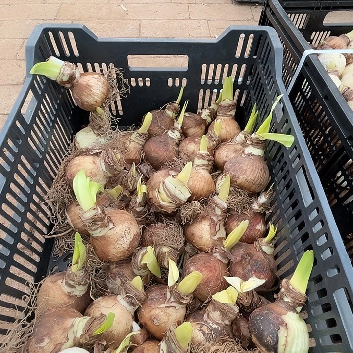 直播间阳光少女7厘米左右开花球一个