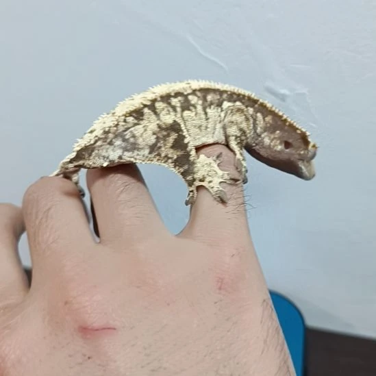 睫角守宫睫角蛤蟆守宫爬宠