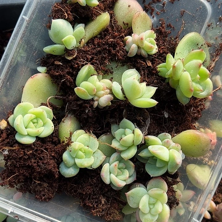 遥遥领先优选多肉植物一盒12颗