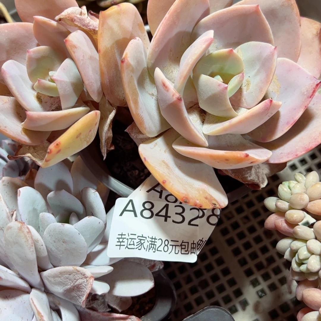 幸运的是我的朋友