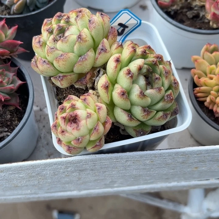 得****一物一拍紫水晶多肉21