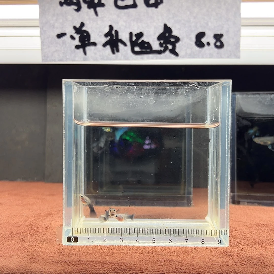 孔雀鱼蓝礼服玻璃猫4条