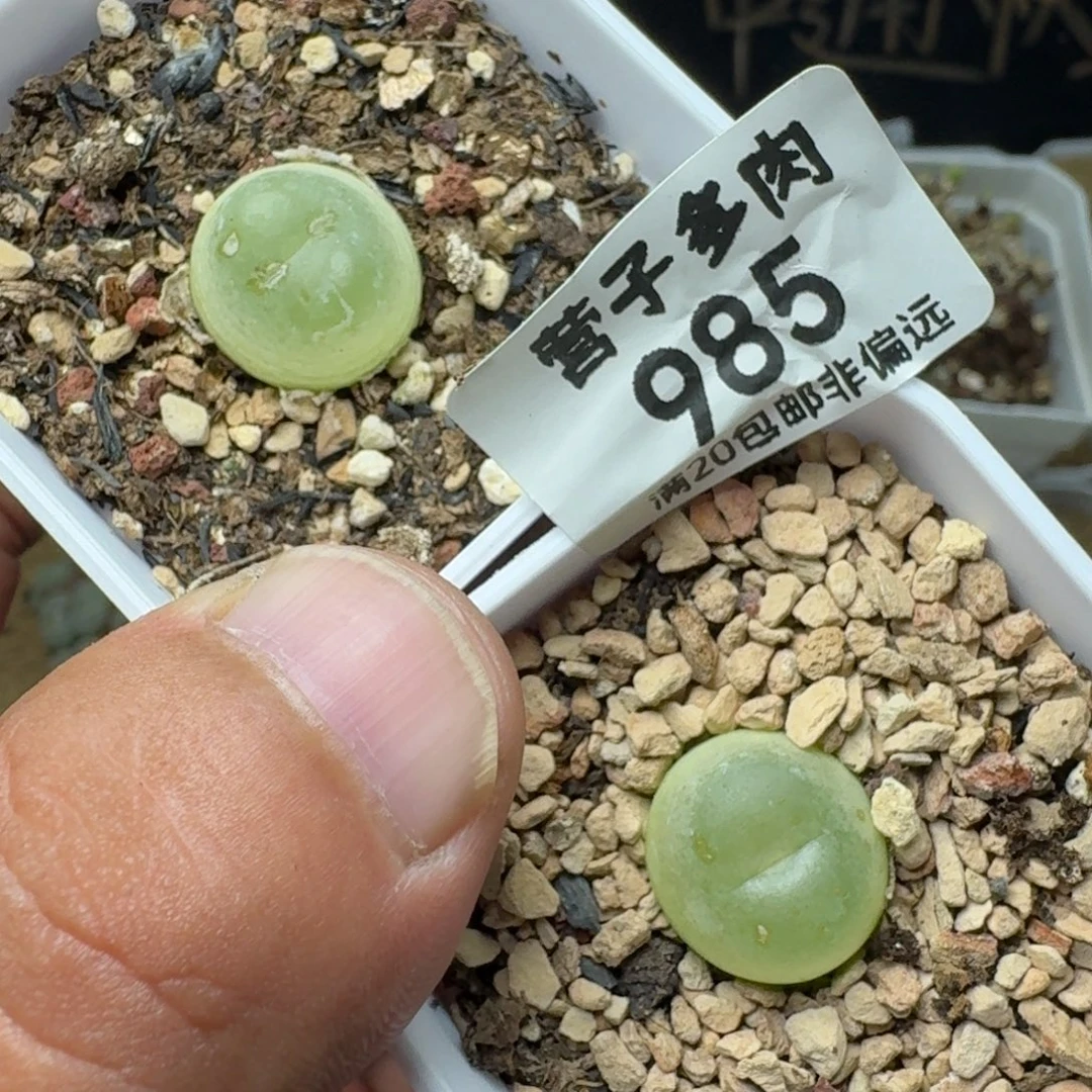 拉登两颗1.5带盆土 1200有瑕疵