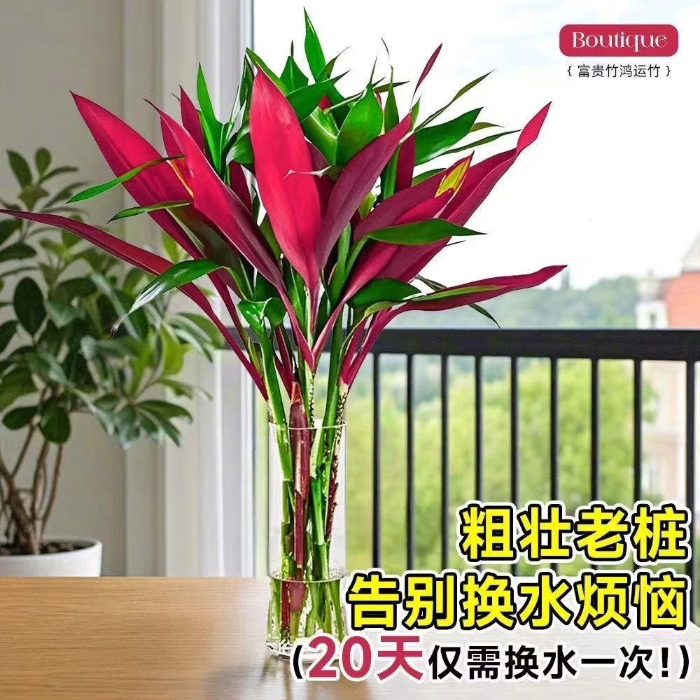 富贵竹鸿运竹花卉盆栽好养水培玻璃花瓶大号家用办公客厅净化空气