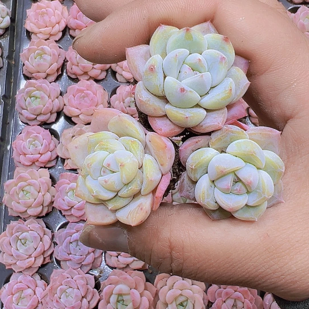 明月之心3个19包邮