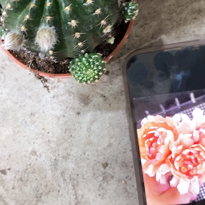 28牡丹仙人球，25689900