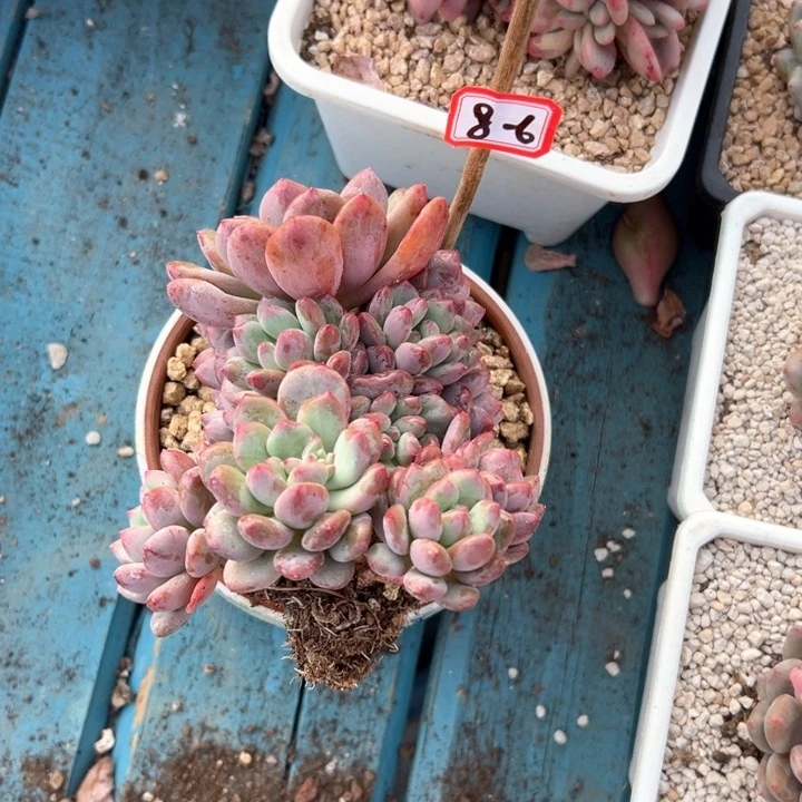 ?**?精品多肉植物老桩