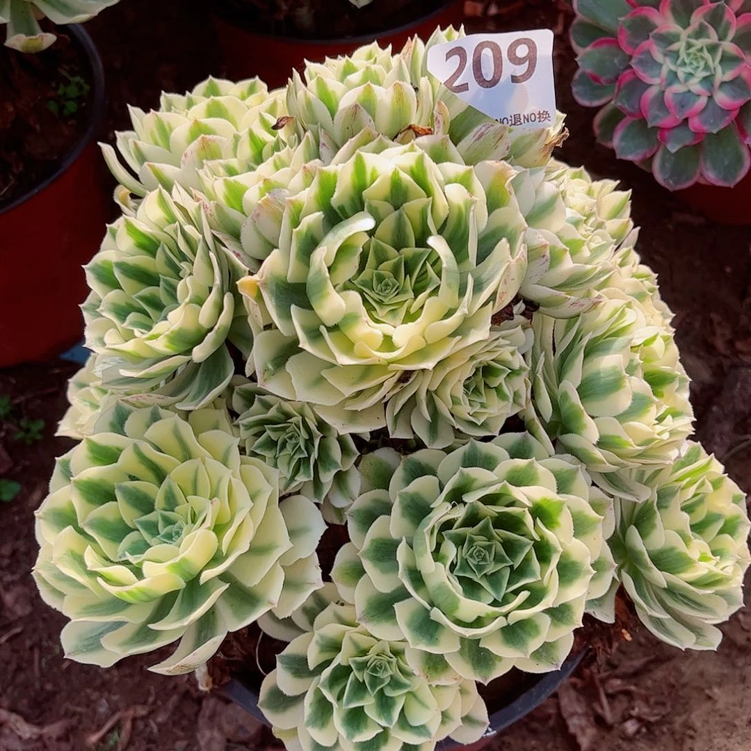 无花朵花*范多肉植物迈巴赫209