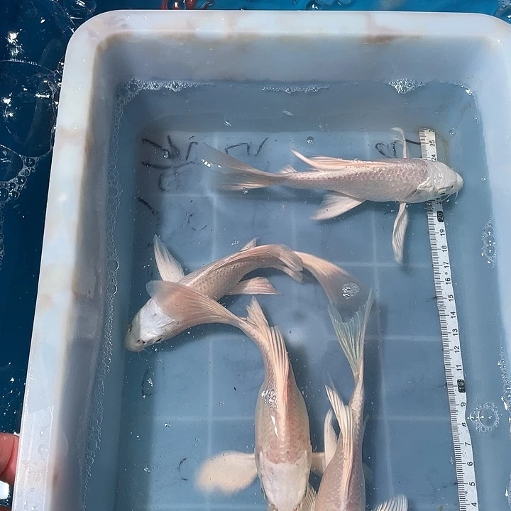 浩***A蝴蝶鲤鱼渔场直发13