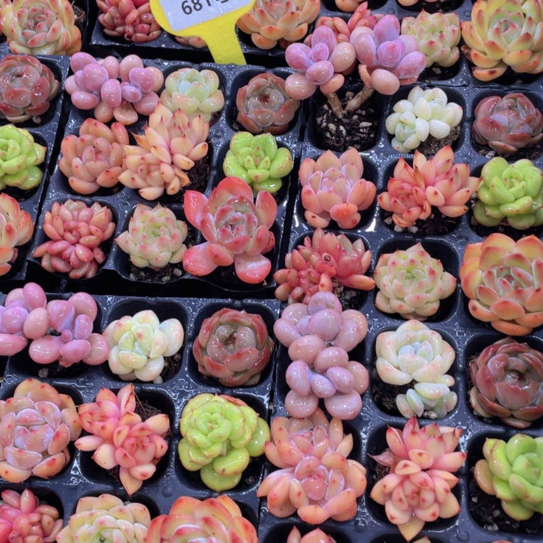 681号 小高货全状态美肉九个