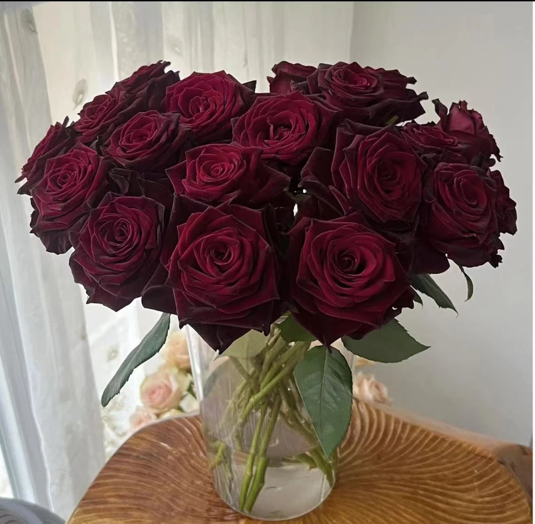 黑巴克 玫瑰 鲜花收到花需醒花  0°以下要拍保温棉 云南直发