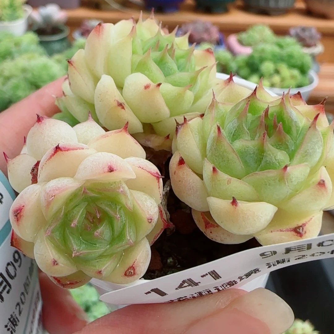 花语逸镜0909-141散