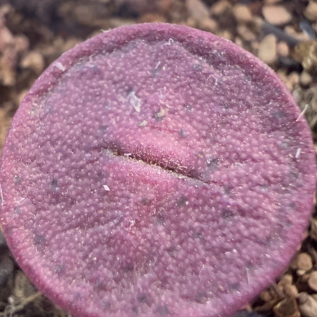 金币母本 肉锥植物