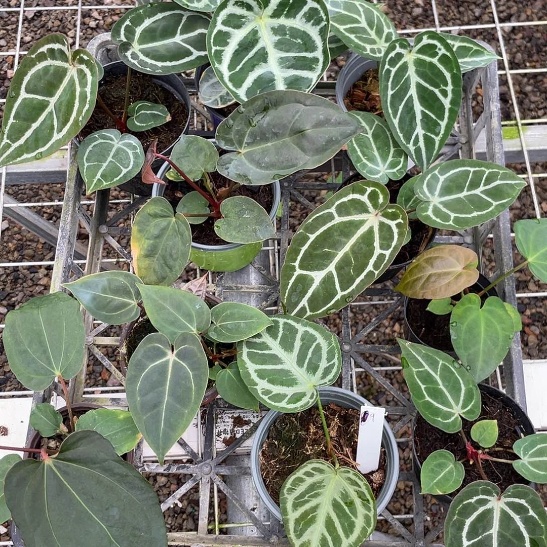 完全开放杂交10颗脱土发不包叶损，一物一拍9号