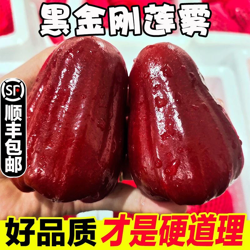 【顺丰冷链】海南黑金刚莲雾正宗莲雾果应季新鲜热带水果脆甜1/4斤