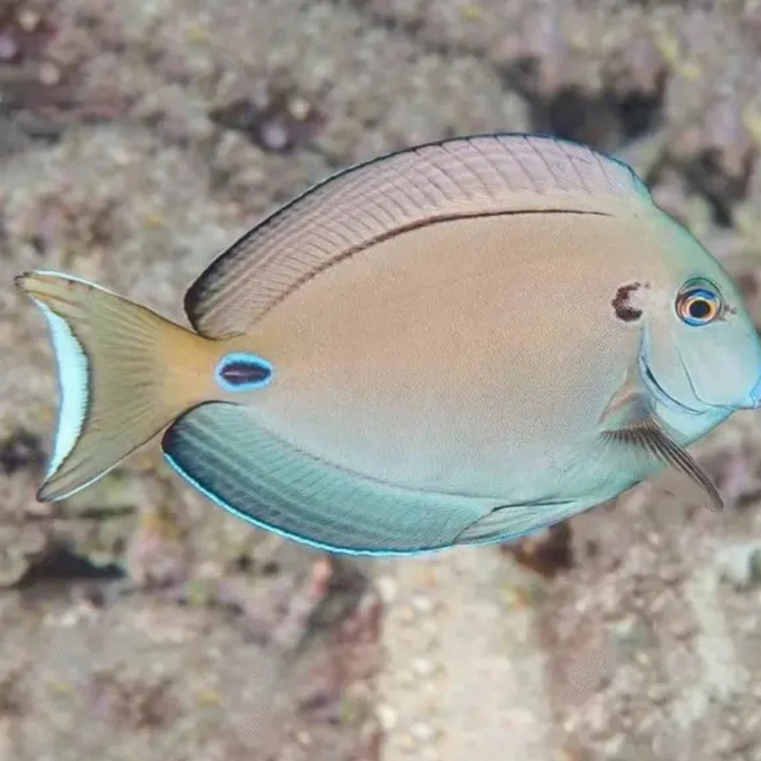 海水观赏鱼耳斑吊养定秒颗粒