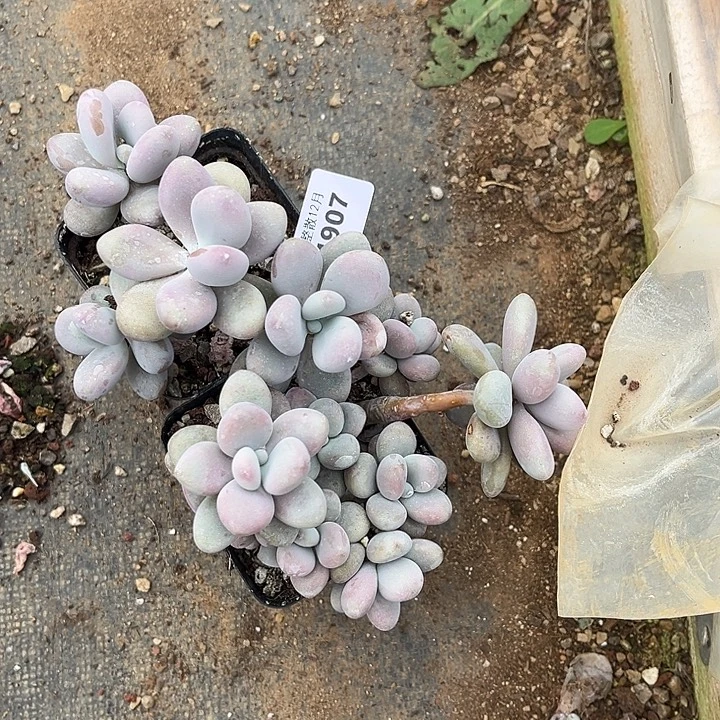 阿雅园艺。      1907两颗桃蛋